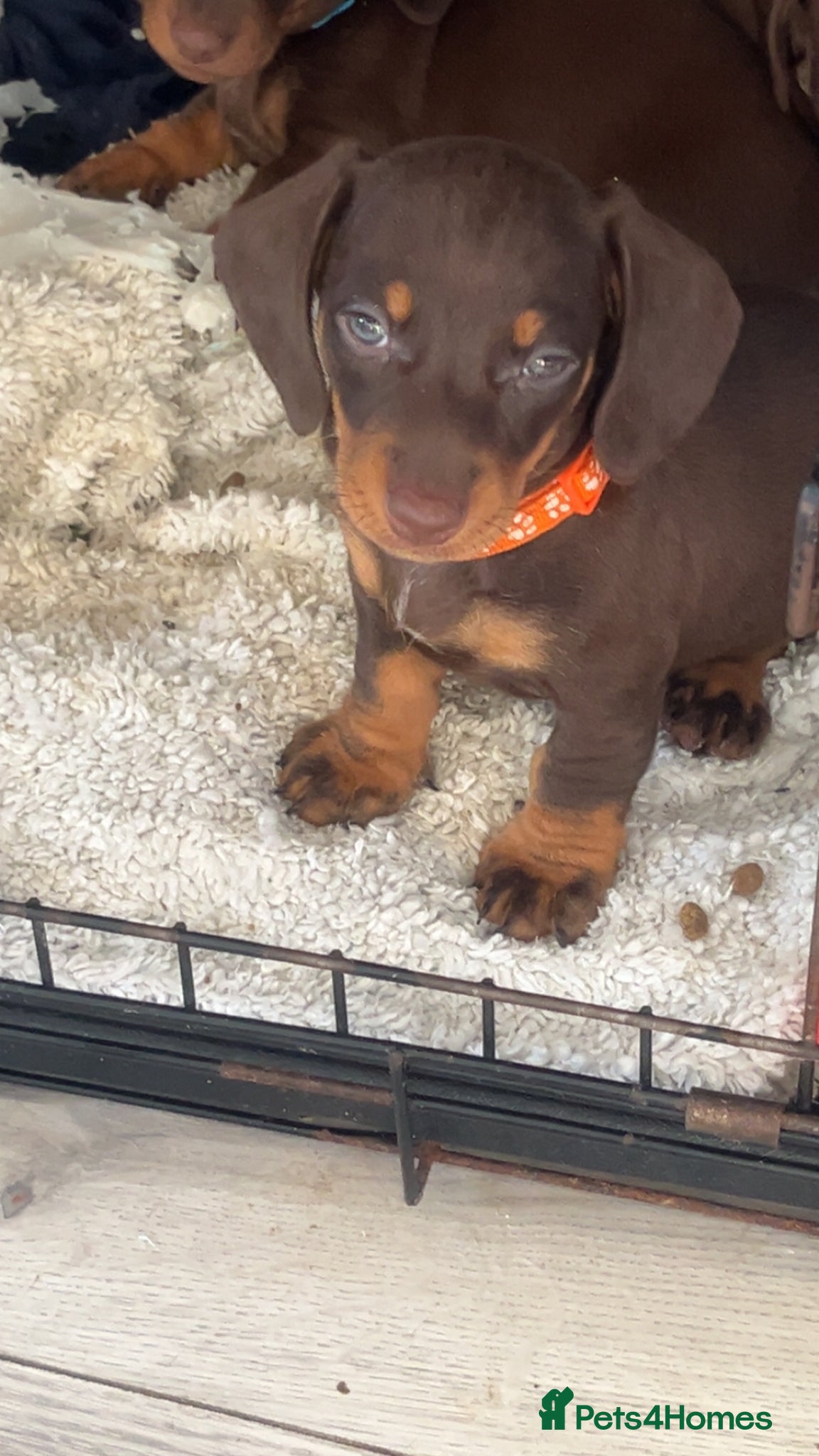 Miniature Dachshund dogs !! Reduced !! £900  3 girls Miniture dachshund - Advert 5