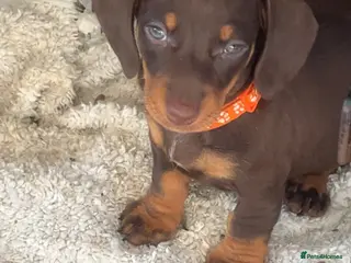 Miniature Dachshund dogs !! Reduced !! £900 3 girls Miniture dachshund - Advert 15