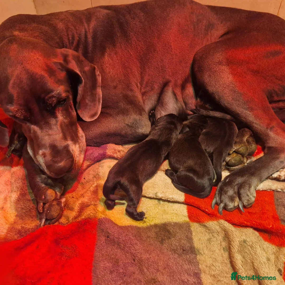 Great Dane dogs for sale: Black Great Dane Puppies  - Advert 12