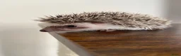 Pygmy Hedgehog rodents for sale: Ready now - Female Pygmy Hedgehog - Advert 8
