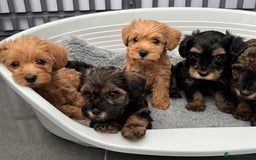 Schnoodle dogs for sale: F1 Puppy schnoodles - Image 9