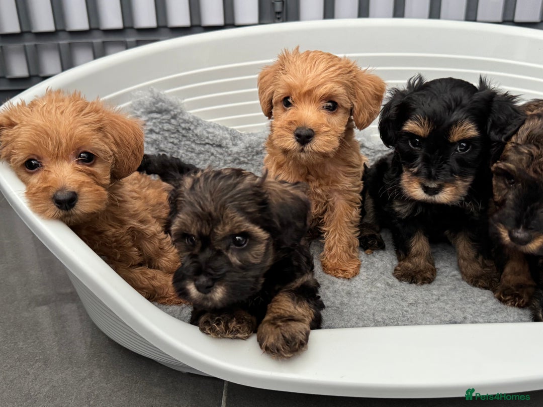 Schnoodle dogs for sale: F1 Puppy schnoodles - Image 9