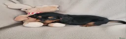 Cocker Spaniel dogs for sale: Small Health Tested Working Cocker Pups - Advert 17