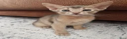 Abyssinian cats for sale: Beautiful Abyssinian Kittens  - Advert 19