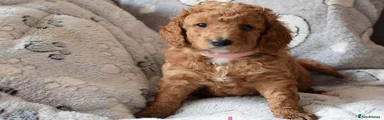 Cockapoo pink