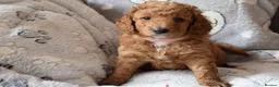 Cockapoo dogs for sale: 4 beautiful female cockapoos for sale - Advert 14