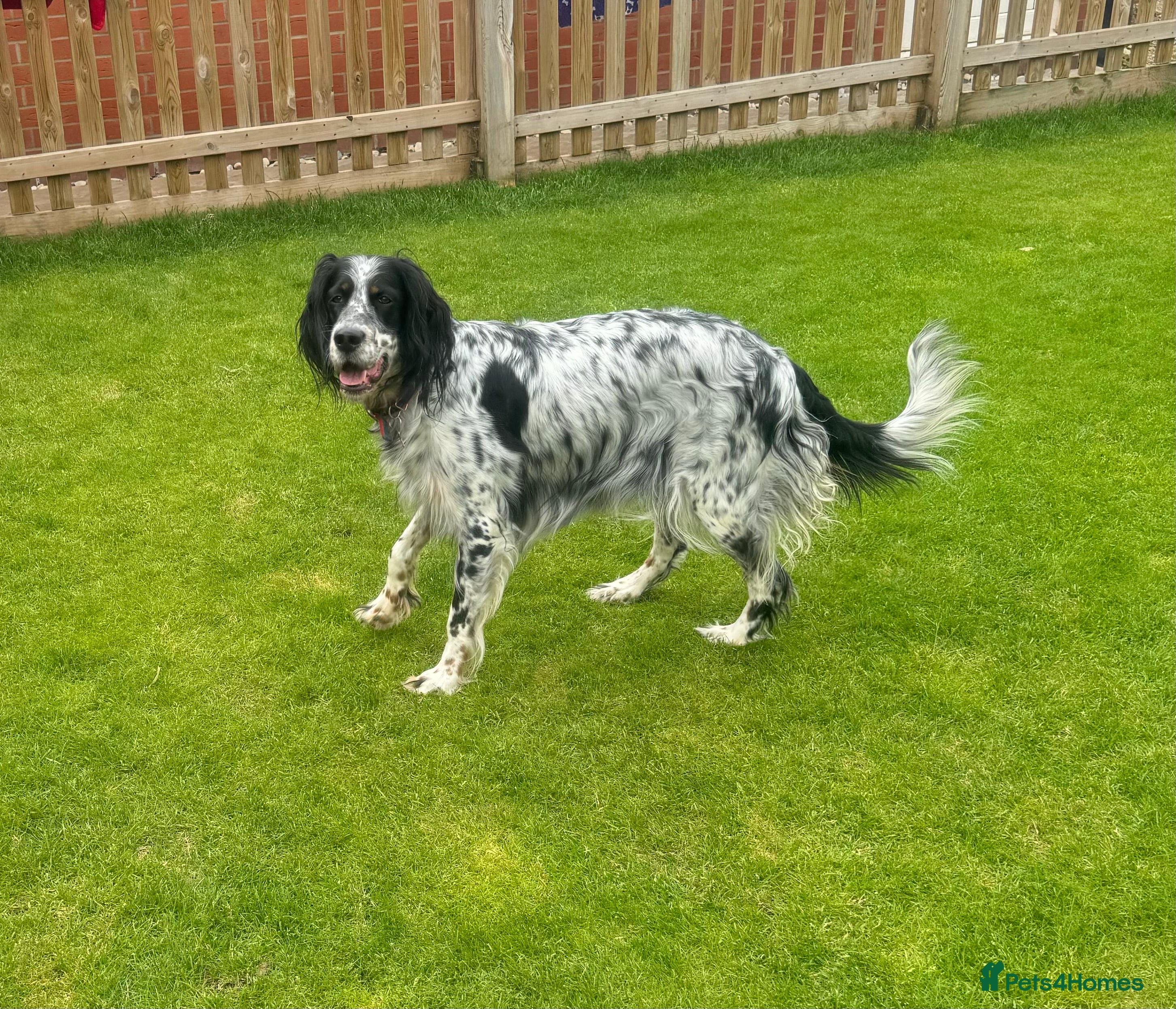 English Setter dogs Working English Setter puppies - Advert 1