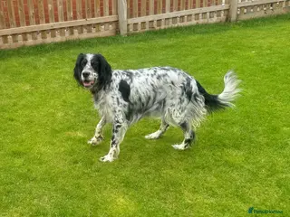 English Setter dogs Working English Setter puppies - Advert 1