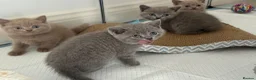 British Shorthair cats for sale: 💙Male kittens ready now💙 - Advert 37