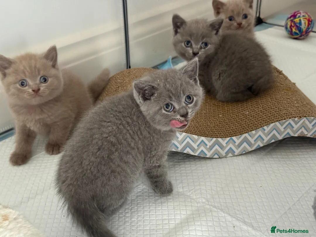 British Shorthair cats for sale: 💙Male kittens ready now💙 - Advert 37