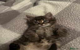 Ragdoll cats for stud: Bluepoint ragdoll stud  in Milton Keynes - Image 29