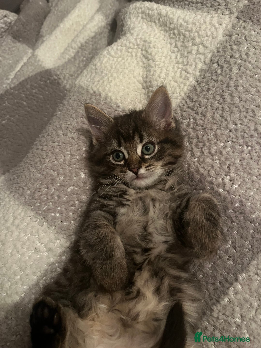 Ragdoll cats for stud: Bluepoint ragdoll stud  in Milton Keynes - Image 29