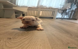 French Bulldog dogs for sale: Two French bulldogs  ** s - Image 14