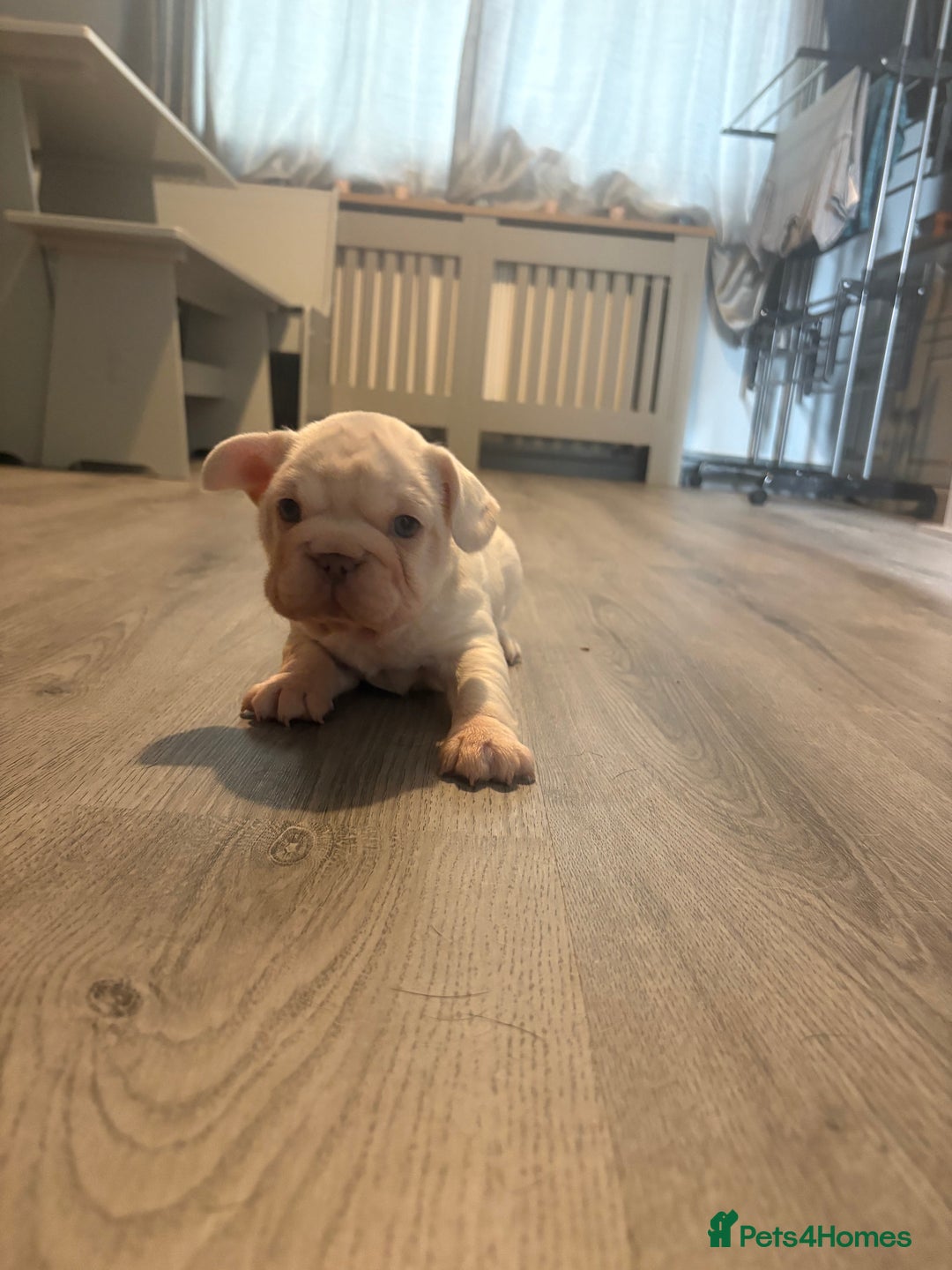 French Bulldog dogs for sale: Two French bulldogs  ** s - Image 14