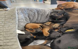 Mixed Breed dogs for sale: Rottweiler/pressa f1 - Image 2
