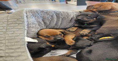Mixed Breed dogs - Advert 6