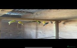 Budgerigars birds for sale: Mixed budgies for sale aged 1-3 years  - Image 3
