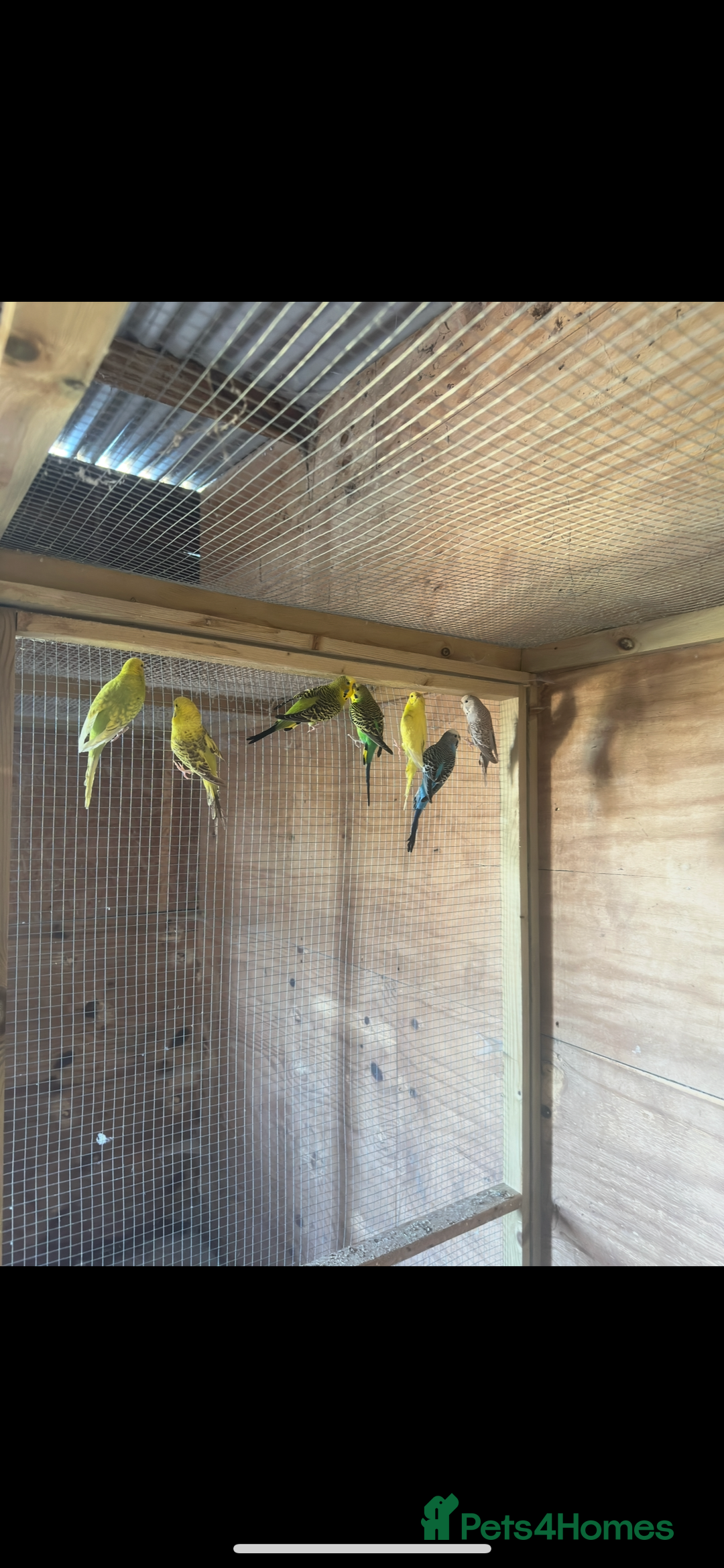 Budgerigars birds for sale: Mixed budgies for sale aged 1-3 years  - Image 3