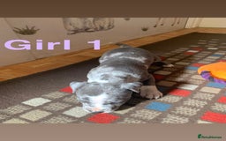 Staffordshire Bull Terrier dogs for sale: RARE BLUE MERLE STAFFORDSHIRE BULL TERRIER PUPPIES - Image 2