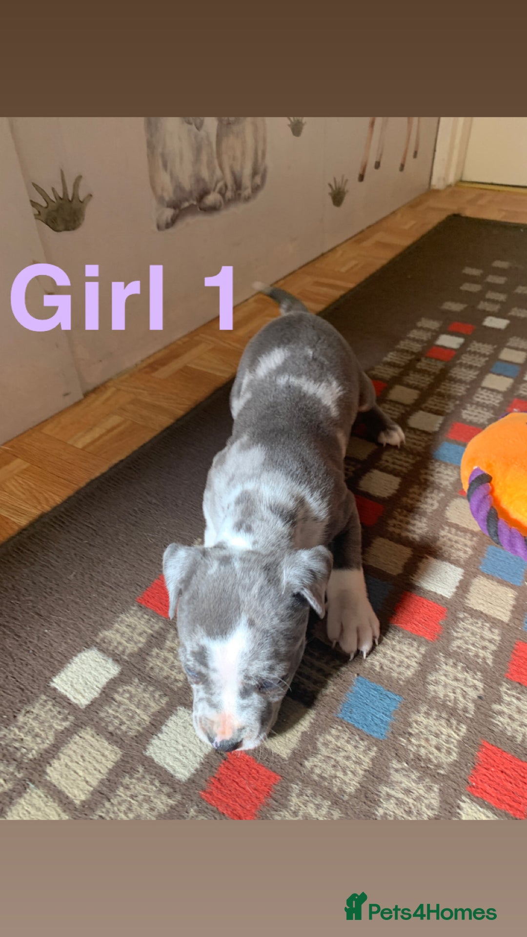 Staffordshire Bull Terrier dogs for sale: RARE BLUE MERLE STAFFORDSHIRE BULL TERRIER PUPPIES - Image 2