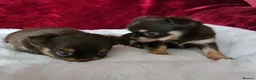 Chihuahua dogs for sale: KC reg Chocolate and tan chihuahua pups for sale - Advert 6