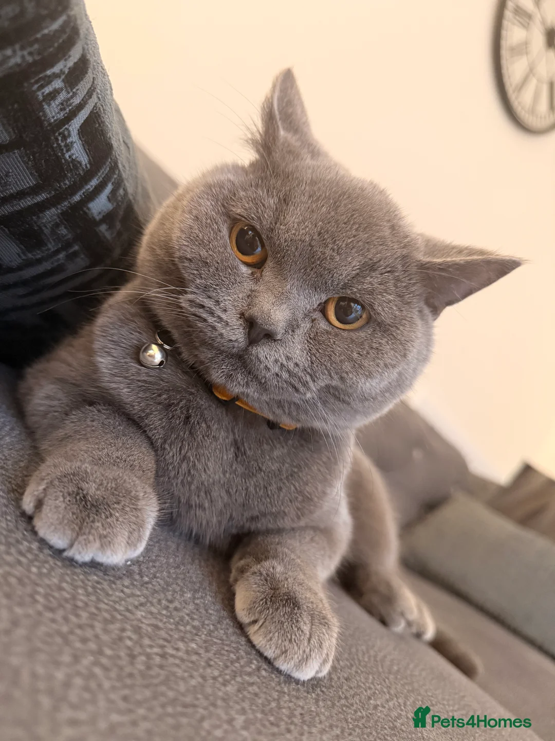 British Shorthair cats for sale: 7 months old british shorthair - Advert 3