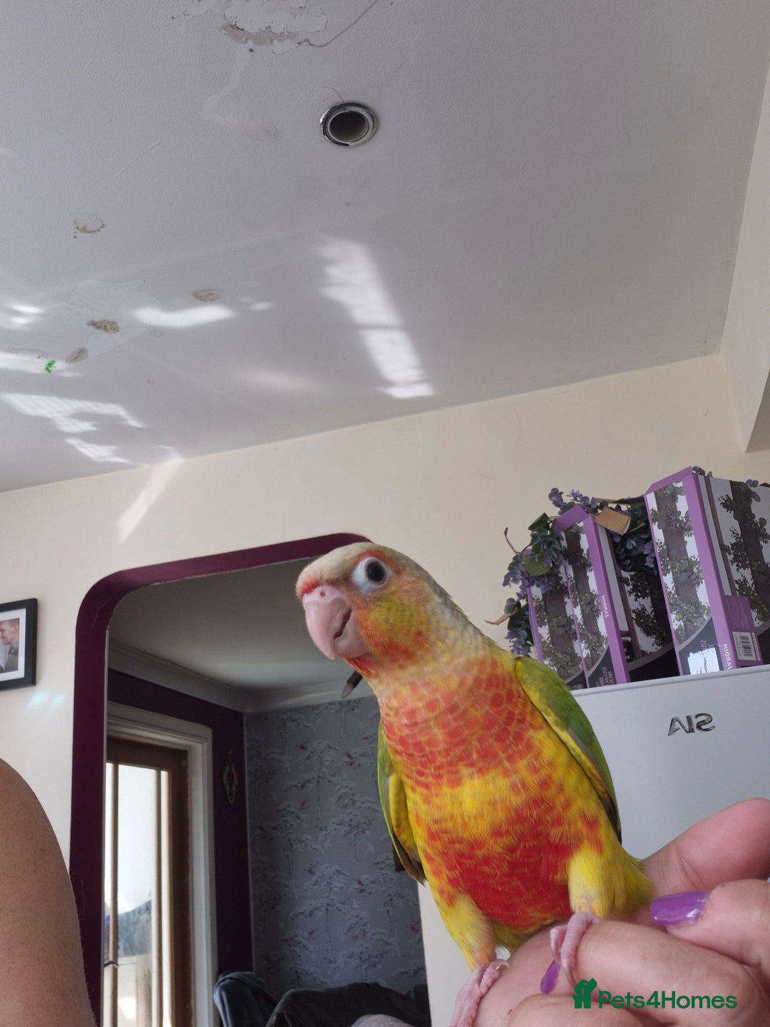 Conures birds for sale: Handreared  - Image 2