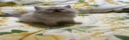 Persian cats for sale: Persian  - Advert 5