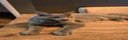 Maine Coon cats for sale: GCCF Blue Maine Coon litter ready to go - Advert 3