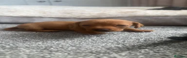 Miniature Dachshund 3
