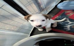 Mixed Breed dogs for sale: F1 jackcain  - Advert 29