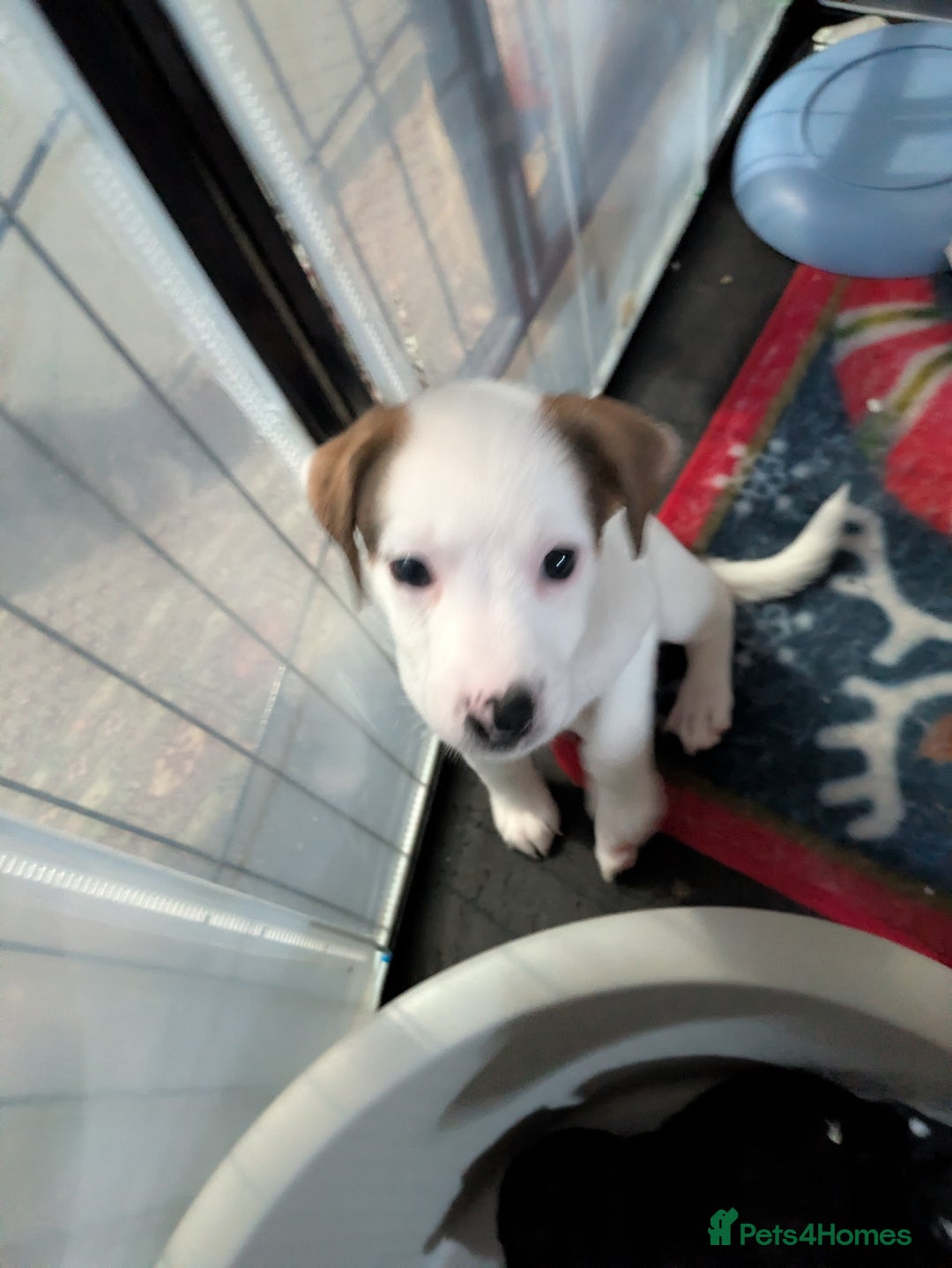 Mixed Breed dogs for sale: F1 jackcain  - Advert 29