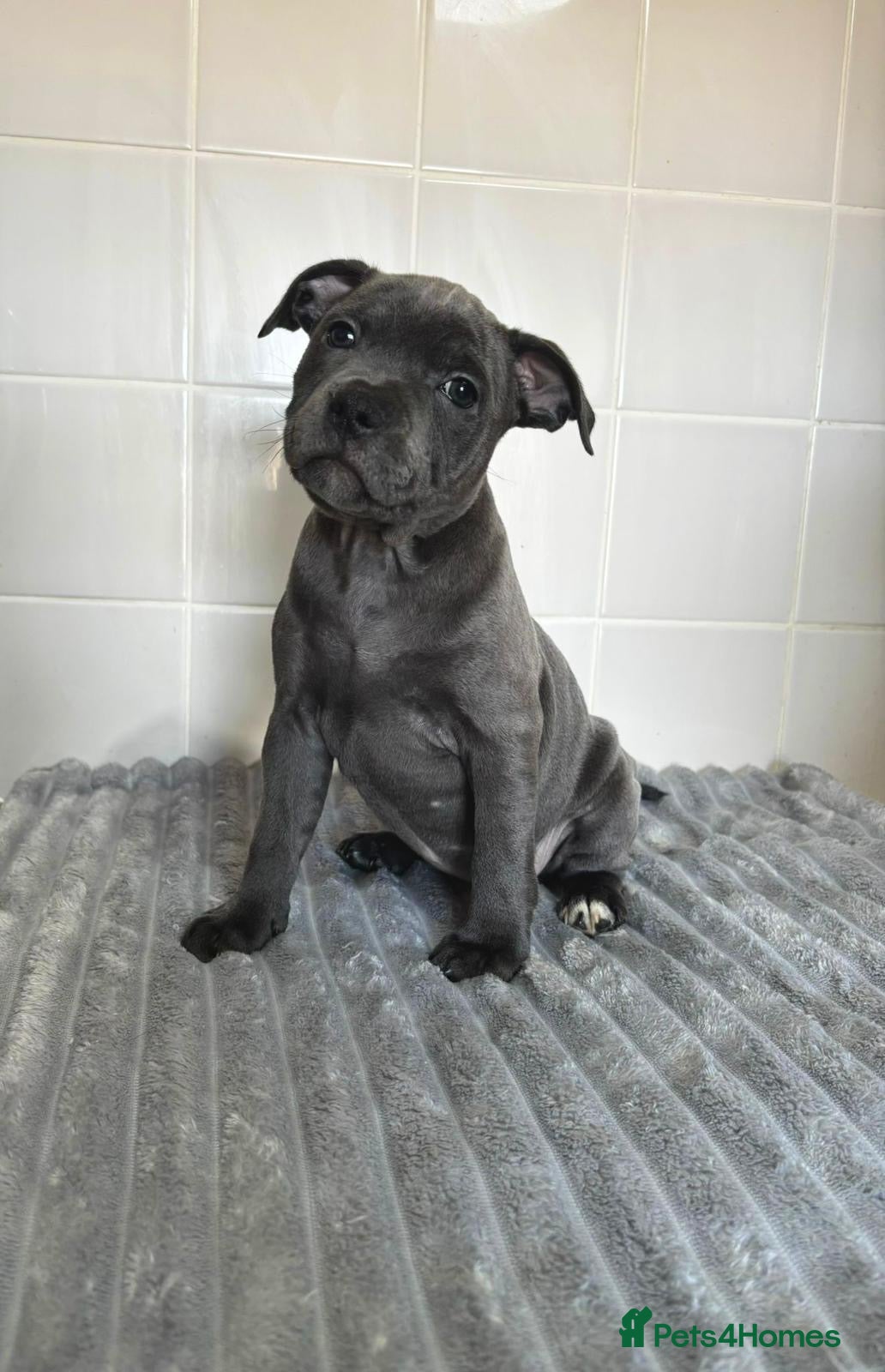 Staffordshire Bull Terrier dogs GRAND CH BLUE STAFFORDSHIRE BULL TERRIER PUPS - Advert 2