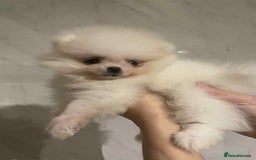 Pomeranian dogs for sale: 💝💝High-quality Beautiful boys💝💝 - Image 9