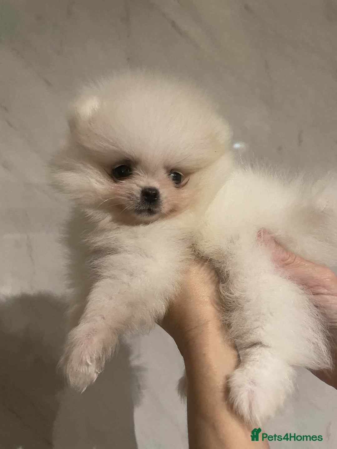 Pomeranian dogs for sale: 💝💝High-quality Beautiful boys💝💝 - Image 9