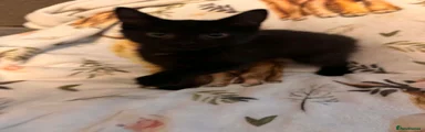 Mixed Breed 7