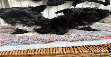 Yorkshire Terrier dogs - Advert 1