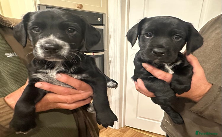 Mixed Breed dogs - Advert 1