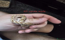Snake reptiles for sale: Western Hognose Snakes  - Image 10