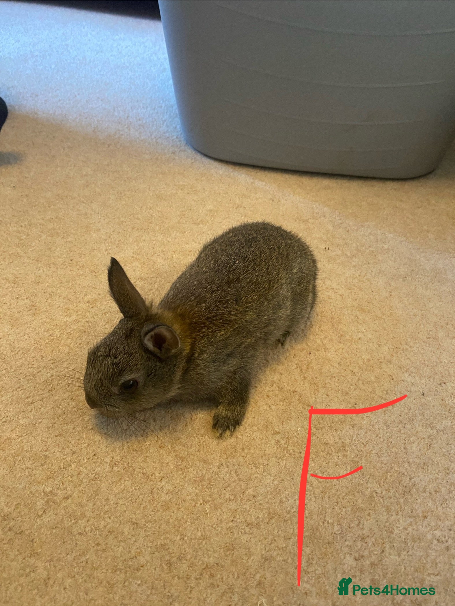 Mixed Breed rabbits Baby neatherland dwarfs - Advert 7