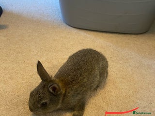 Mixed Breed rabbits Baby neatherland dwarfs - Advert 7