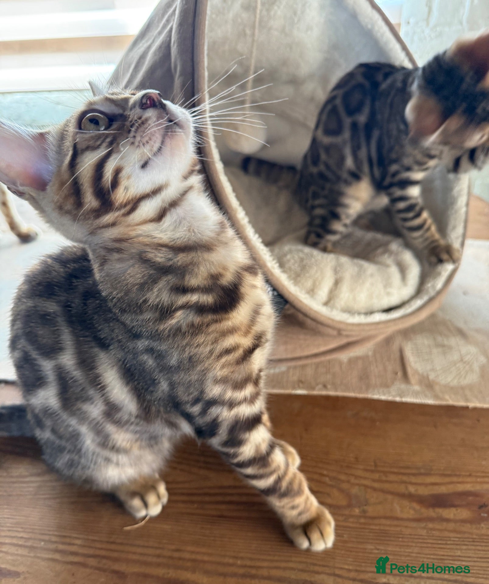 Bengal cats Ready now! Pedigree 🔥TICA Bengal Kittens - Advert 4