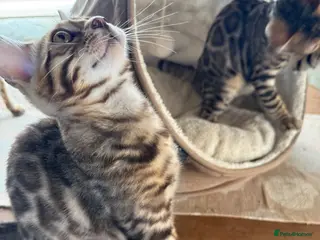 Bengal cats Ready now! Pedigree 🔥TICA Bengal Kittens - Advert 4