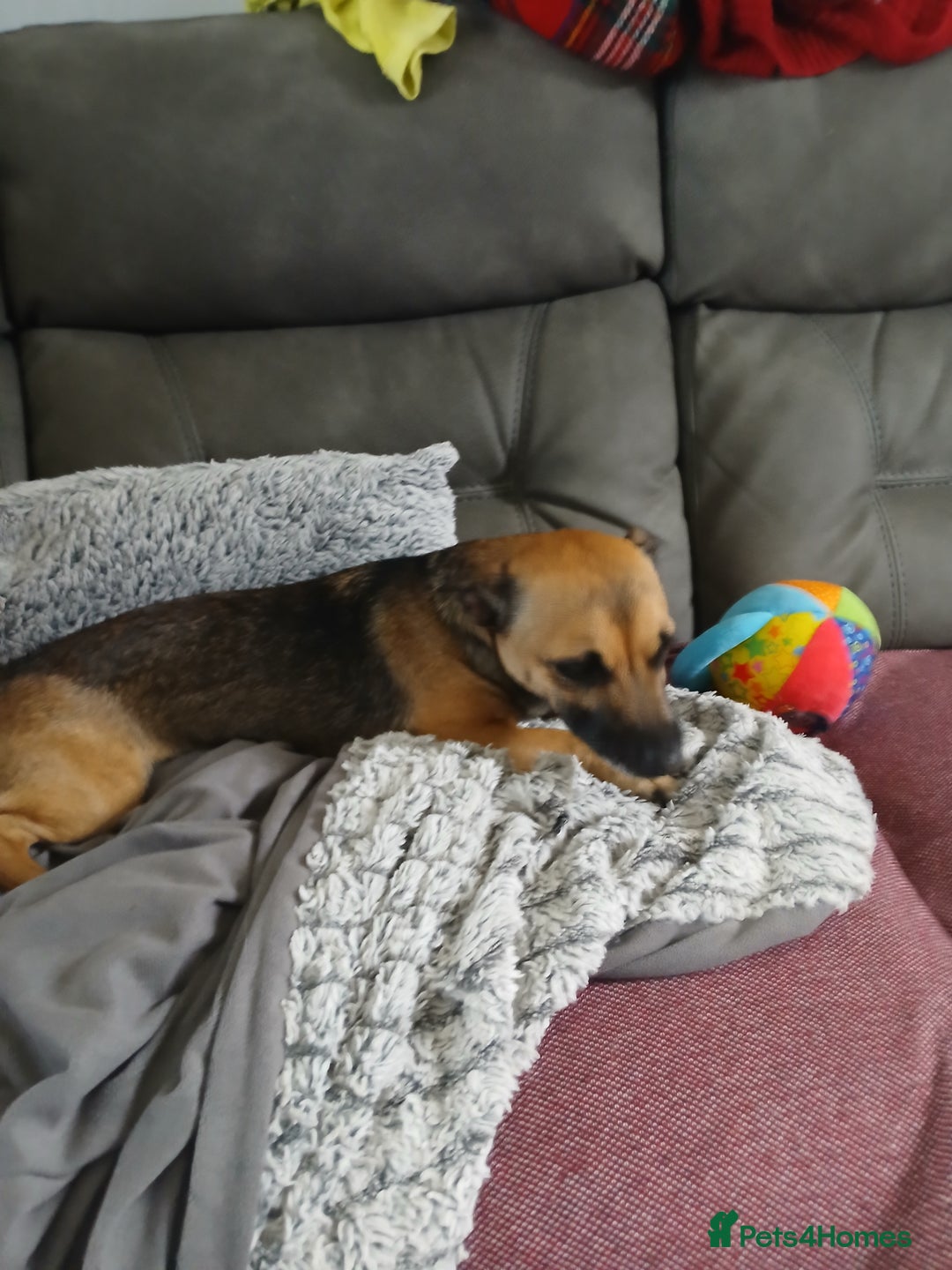 Jack Russell dogs for sale: Jack Russell/Pug puppies  - Image 3