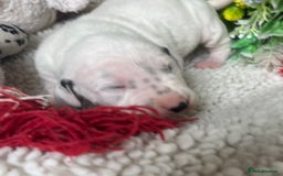 Dalmatian dogs for sale: Quality puppies home reared mother champion  - Image 8
