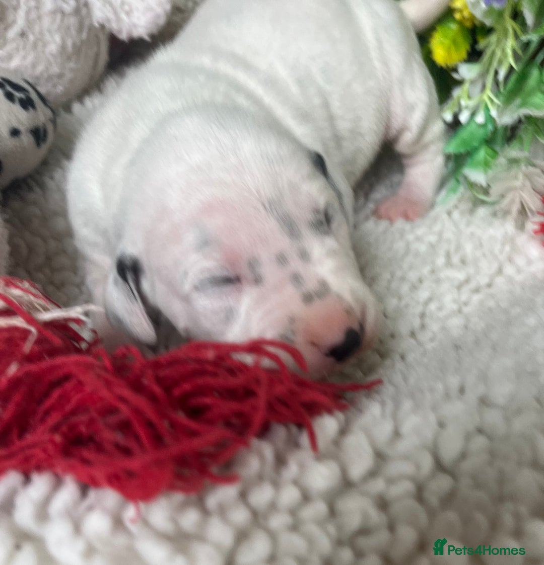 Dalmatian dogs for sale: Quality puppies home reared mother champion  - Image 8