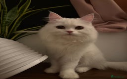 Mixed Breed cats for adoption: BLANCO - GREEN EYES -AFFECTIONATE 6M Neutered  - Image 7