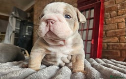 English Bulldog dogs for sale: Outstanding KC English Bulldogs, Top Quality Pups - Image 7