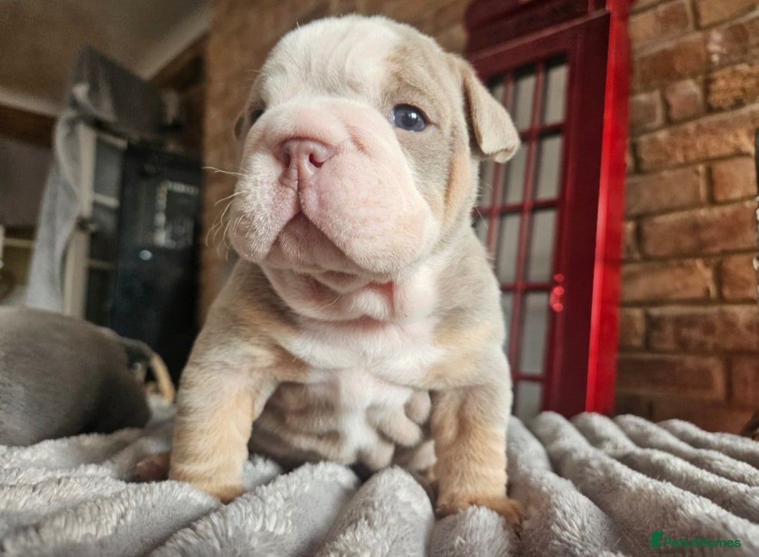 English Bulldog dogs for sale: Outstanding KC English Bulldogs, Top Quality Pups - Image 7