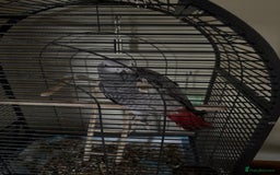 Parrots birds for sale: African Grey  - Advert 3